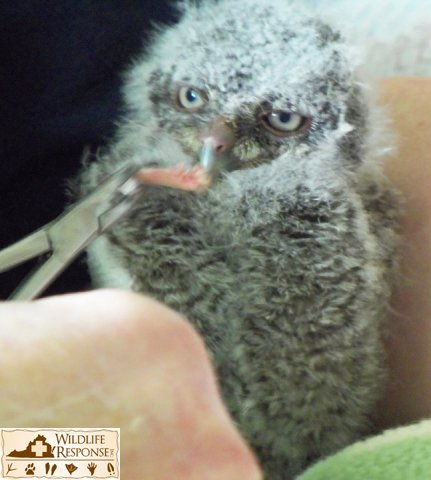 Screech Owl